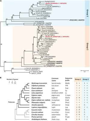 Regulation of the Zinc Deficiency Response in the Legume Model Medicago truncatula